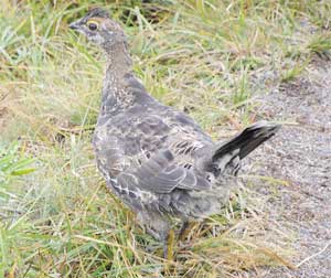 Boy Grouse