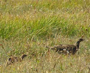 Blue Grouse and Chick