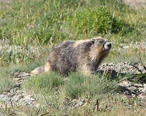 Older Golden Marmot
