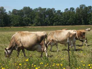 Jersey Cows