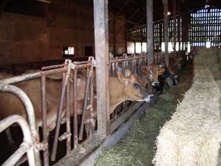 Cows in the Barn