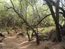 Hawaiian Petroglyphs 4