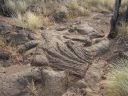 Hawaiian Petroglyphs 5