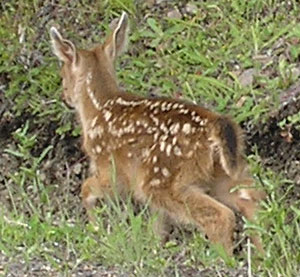 Closeup of Fawn