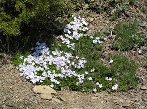 Phlox