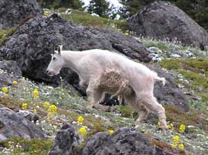 Mountain Goat Climbing