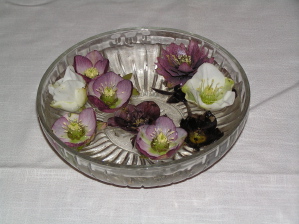 Hellebore Flowers In A Bowl