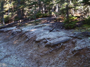 Frost on the trail to Hurricane Hill