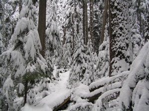 Lake Angeles Trail in the Snow