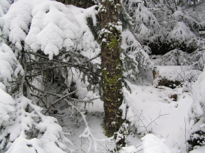 Lake Angeles Trail Mossy Tree in Snow