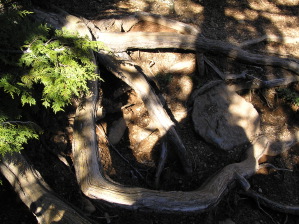 Lake Angeles - Wood and Water