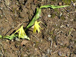 Avalanche Lilies