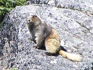 Klahane Ridge Golden Marmot