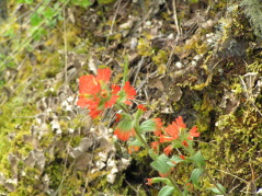 Indian Paintbrush