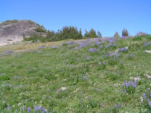 The High Country at Obstruction Point - Lupines