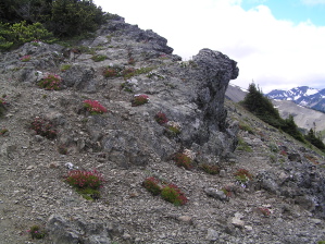 Obstruction Point Rock Garden