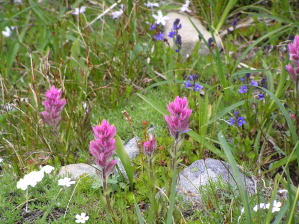 Pink Paintbrush