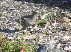 Quail and Chicks