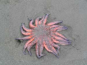 Sea Star at Second Beach