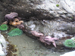 Blue Anemones