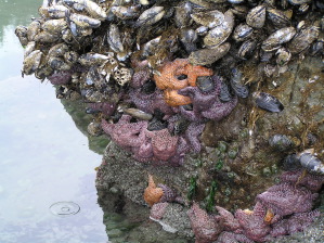 Huge Number of Starfish