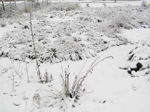 Lavender in the Snow