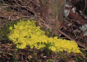 Yellow Fungus