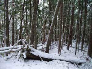 Snow is coming in on the Lake Angeles Trail