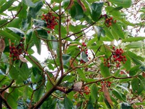 Madrona Berries