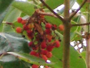 More Madrona Berries