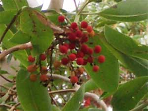 Even More Madrona Berries