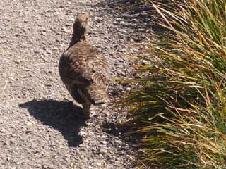 Blue Grouse on Hurricane Hill