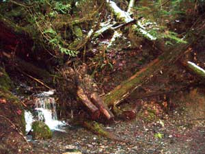 Elwha Trail