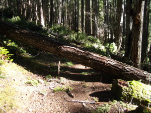 Log Across the Elwha Trail