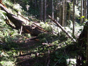 More Logs and Brush on the Elwha Trail
