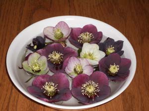 Hellebores