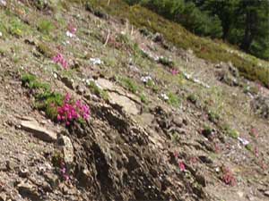 Hurricane Hill Flowers