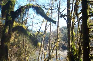 More Hoh Rain Forest