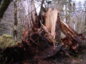 Damaged Tree Near Five Mile Island