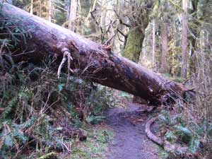 Tree Blocking the Trail
