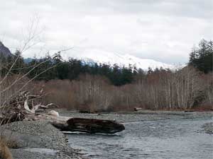 Hoh Rain Forest View From Five Mile Island