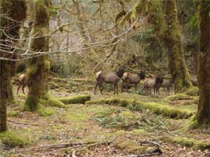 Elk Herd at Five Mile Island