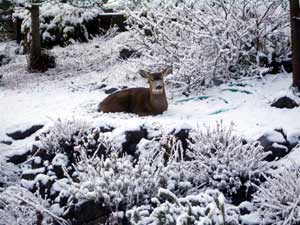 Deer enjoying the snow in our yard