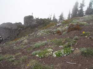 Klahane Ridge in Bloom