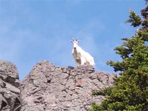 An Olympic mountain goat exploring the crags above us