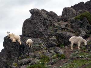 Mountain Goat