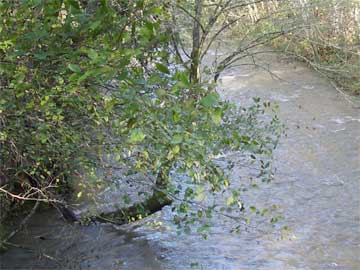 Morse Creek High Water