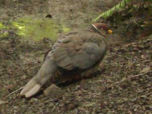 Dove on the Spruce Railroad Trail