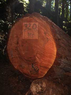 Cross section of fallen tree at Storm King