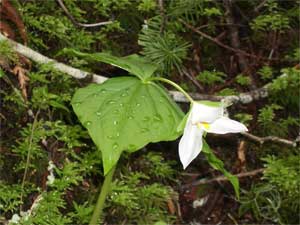 First trillium of 2006 at Lake Crescent